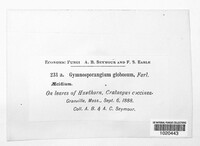 Gymnosporangium globosum image